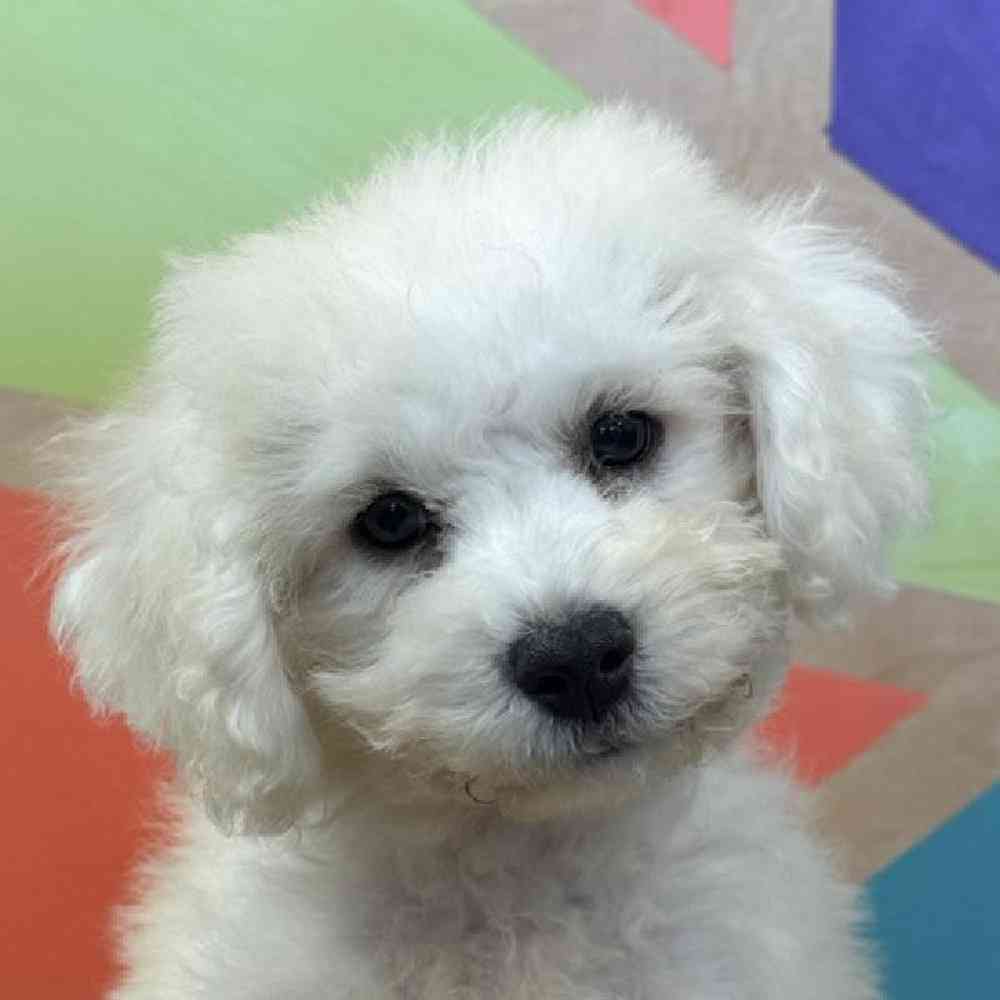 Image of a pet breed in the gallery