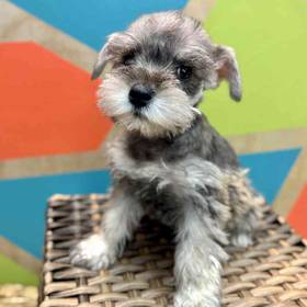 Mini Schnauzer