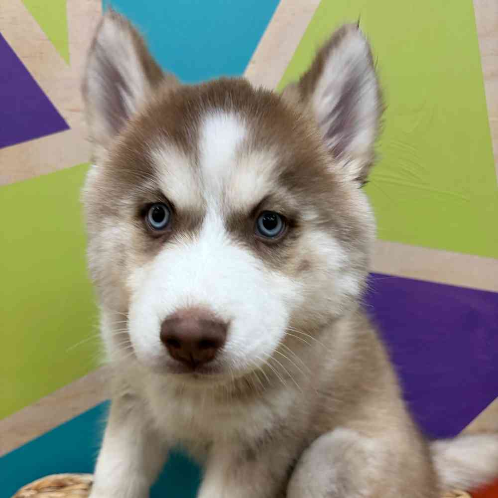 carousel pet images