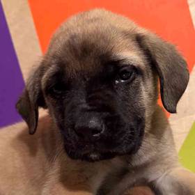 English Mastiff