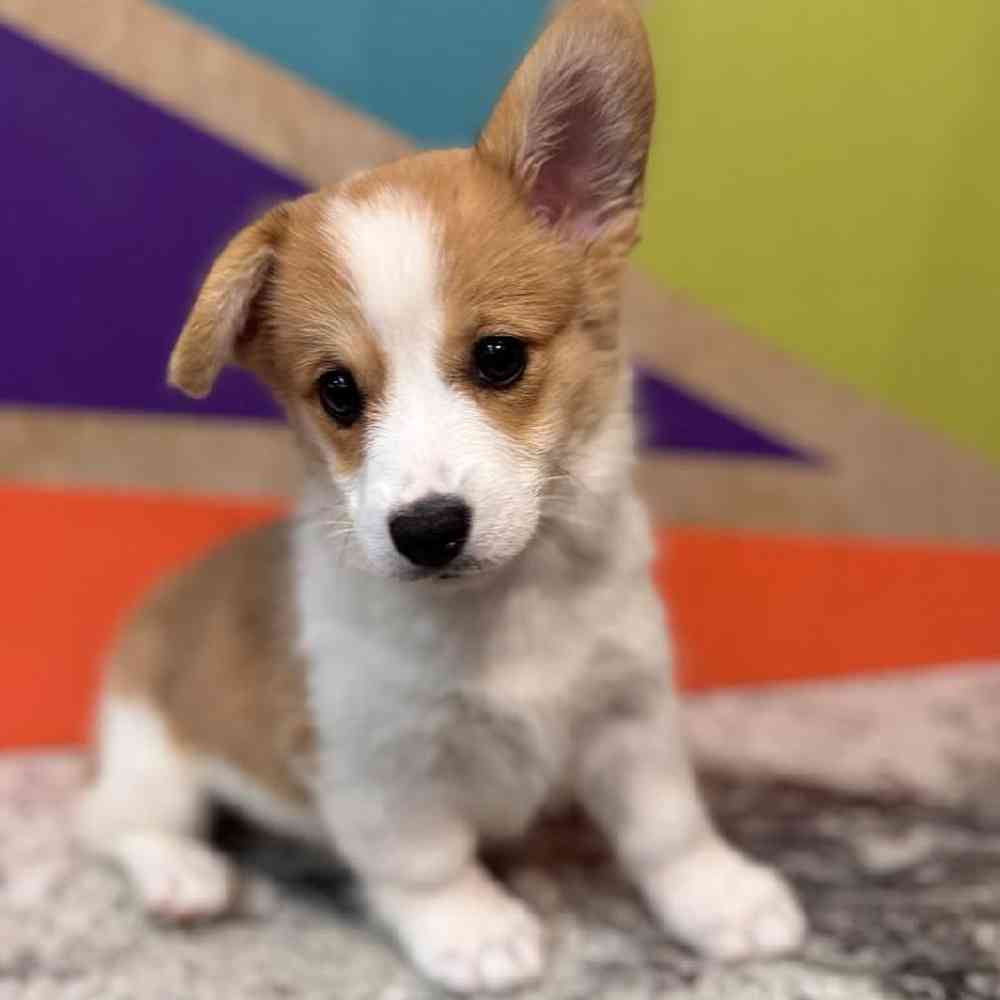 carousel pet images