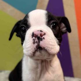 Boston Terrier