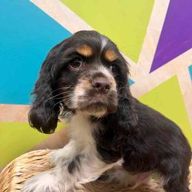 Cocker Spaniel