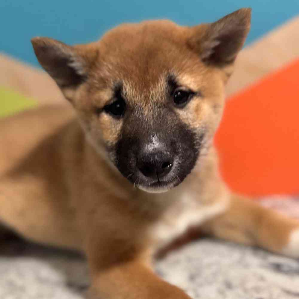 Male Shiba Inu Puppy for Sale in Rogers, AR