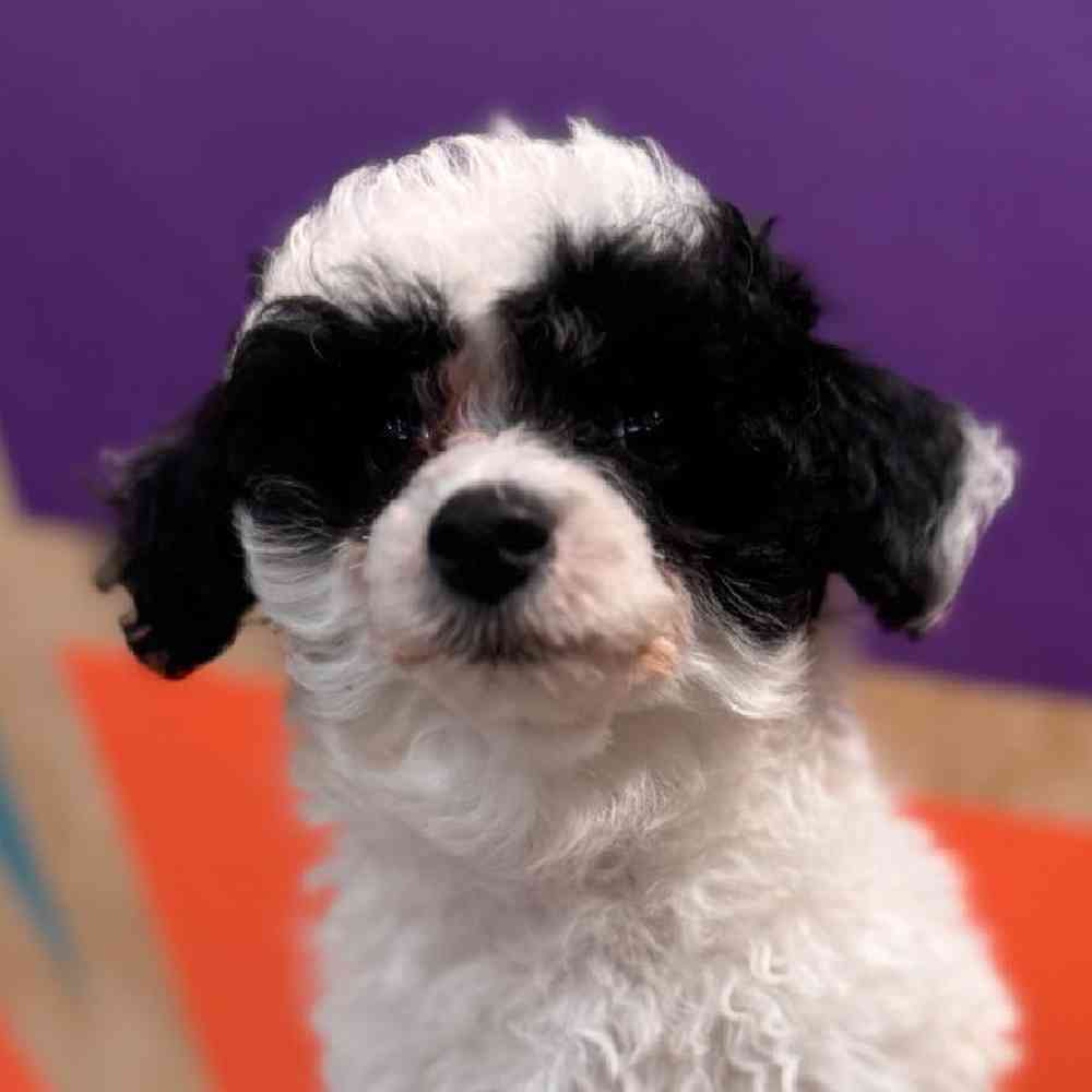 Female Mini Poodle Puppy for Sale in Joplin, MO
