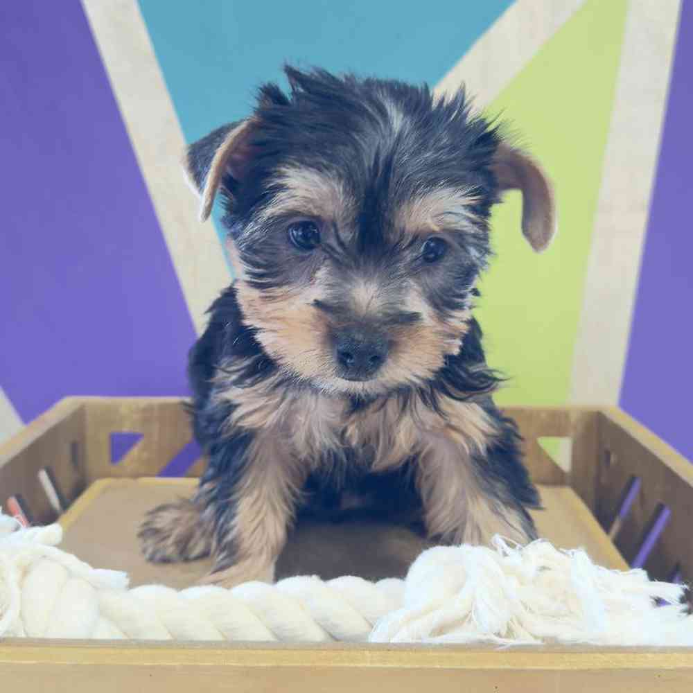Female Yorkie Puppy for Sale in Rogers, AR