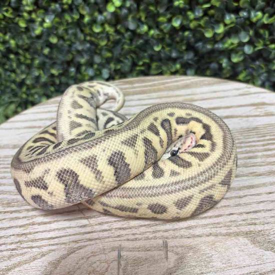 Ball Python