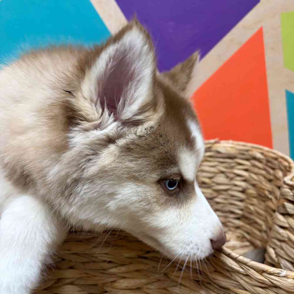 carousel pet images