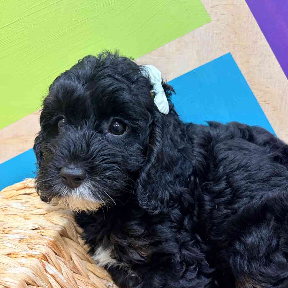 carousel pet images