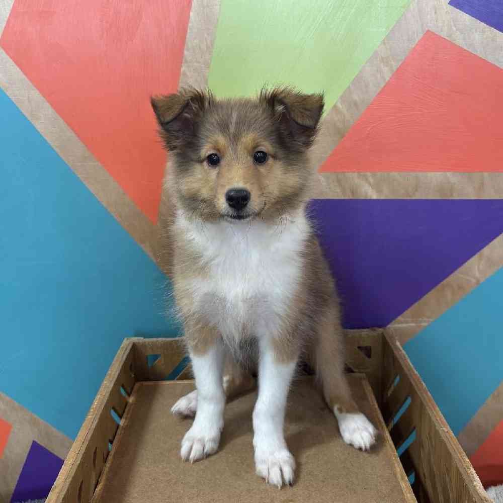 carousel pet images