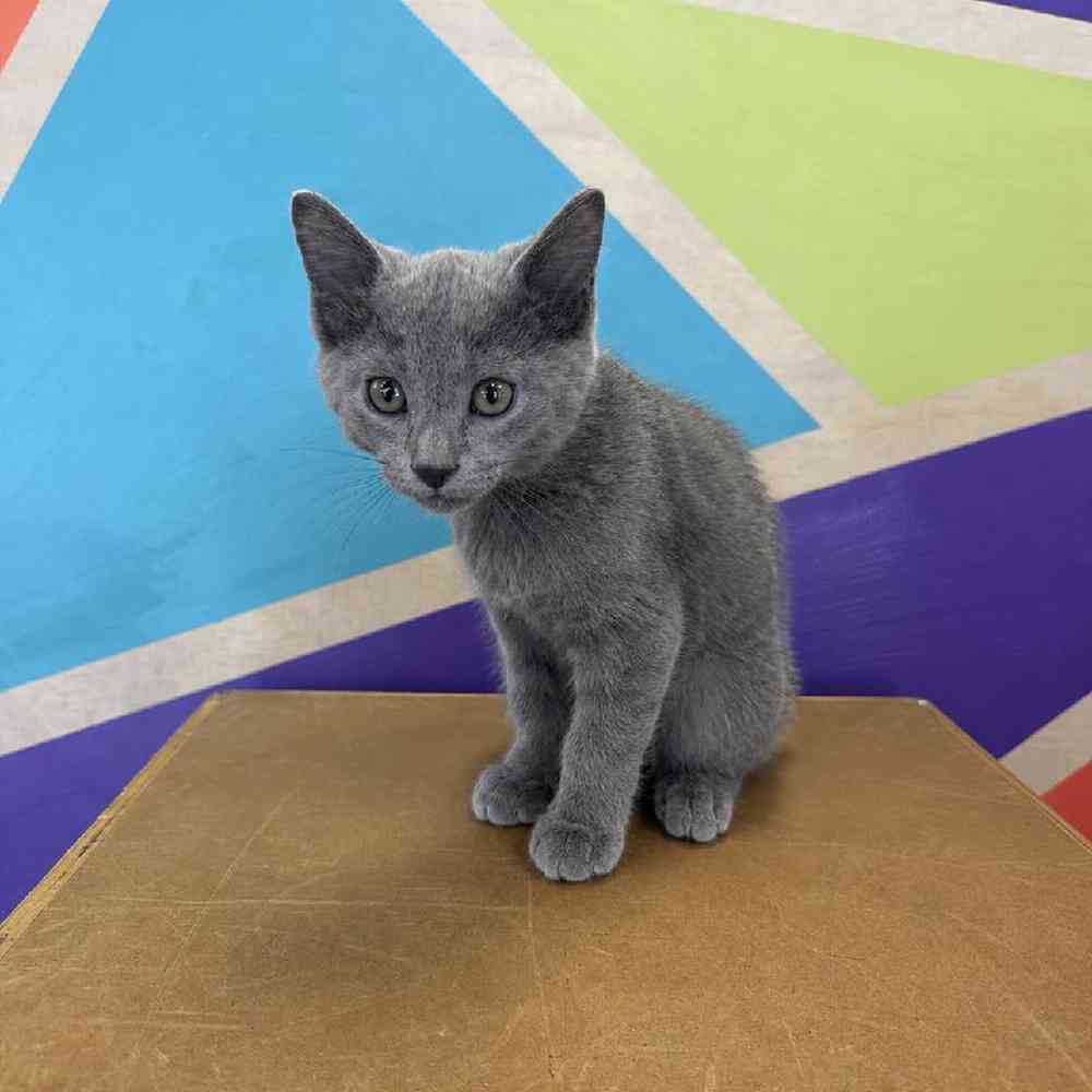 Image of a pet breed in the gallery
