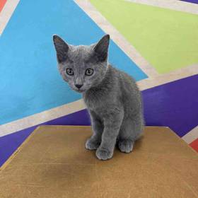 Russian Blue