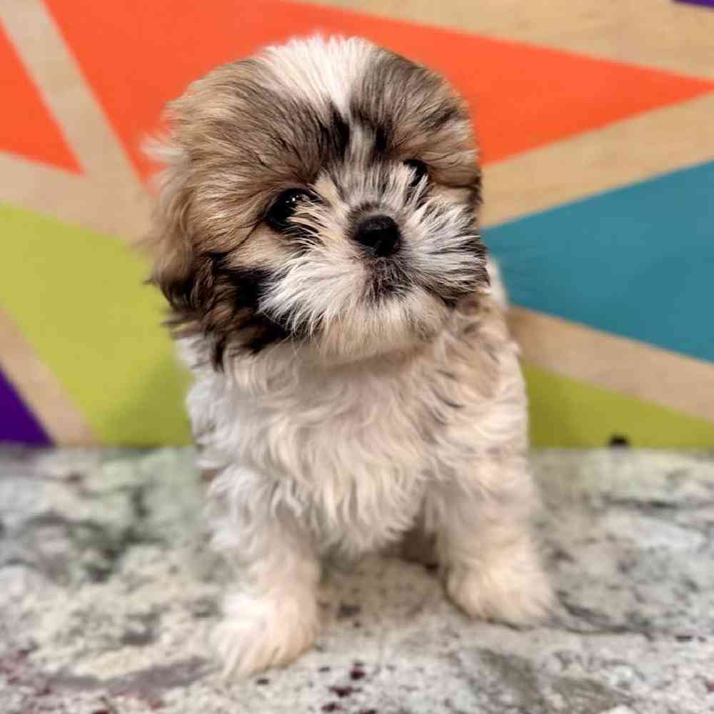 carousel pet images