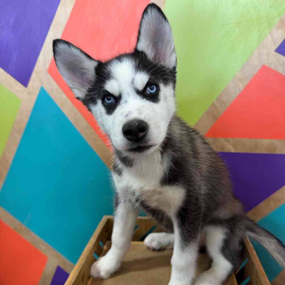 carousel pet images