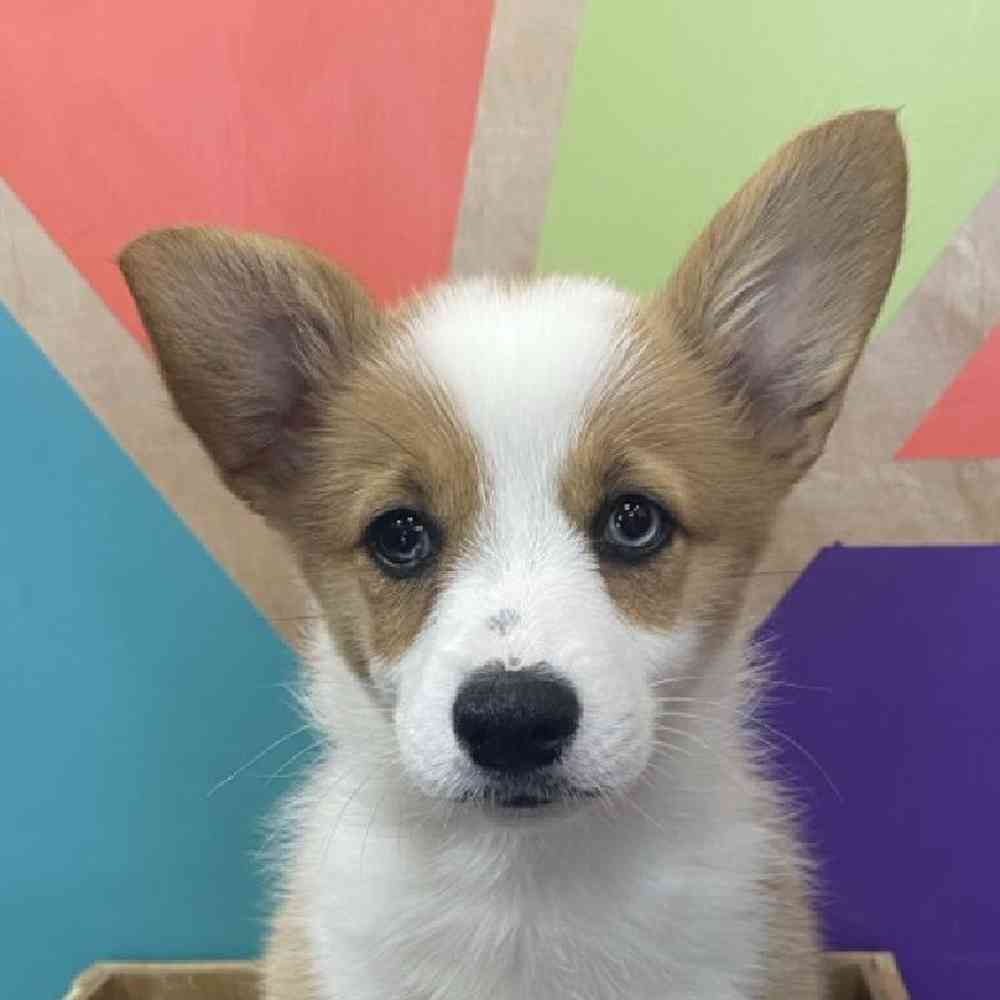 Female Pembroke Welsh Corgi Puppy for Sale in Joplin, MO