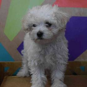 Maltipoo