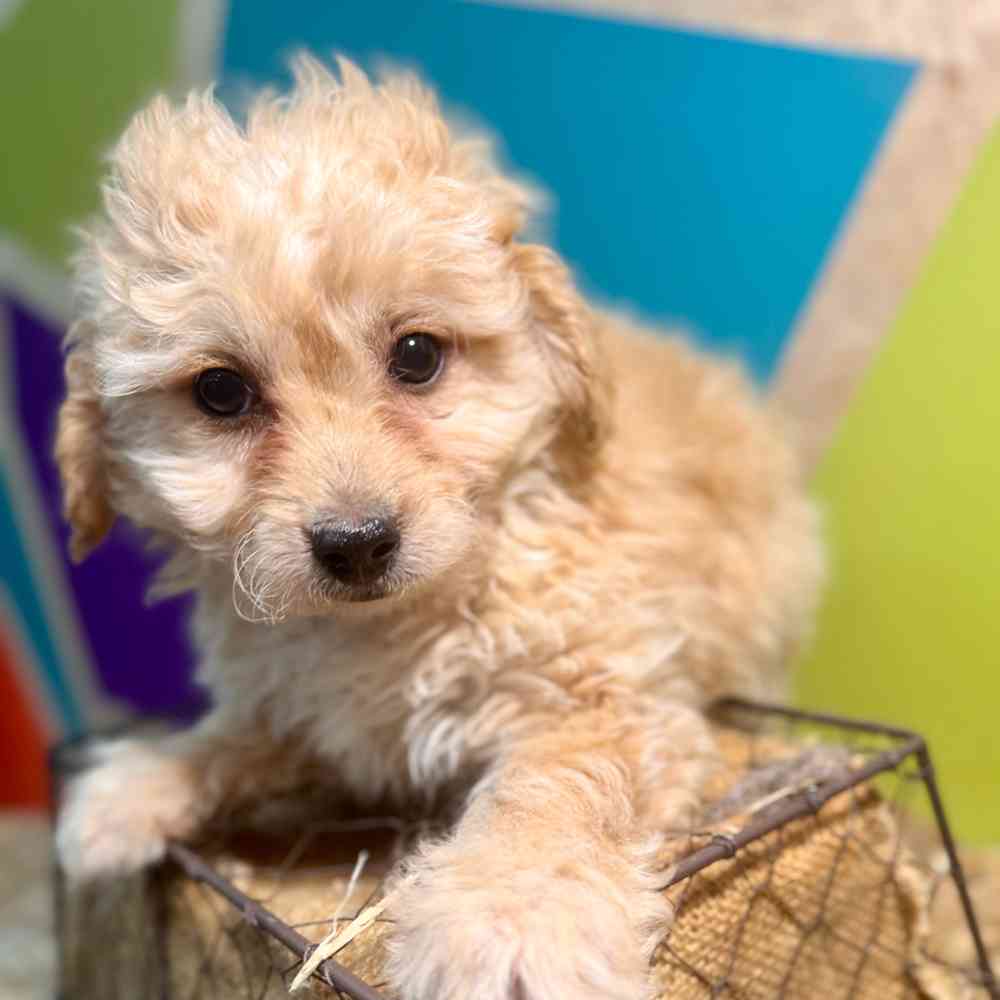 Image of a pet breed in the gallery