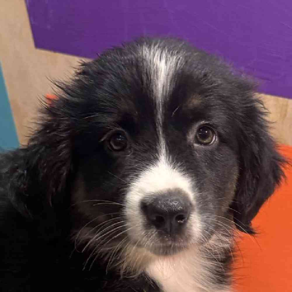Image of a pet breed in the gallery