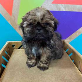Shih Tzu