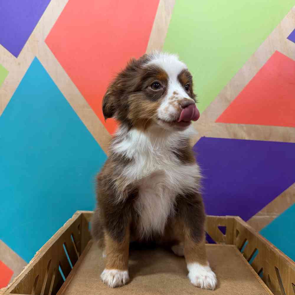 carousel pet images