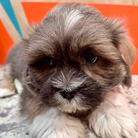 Lhasa Apso