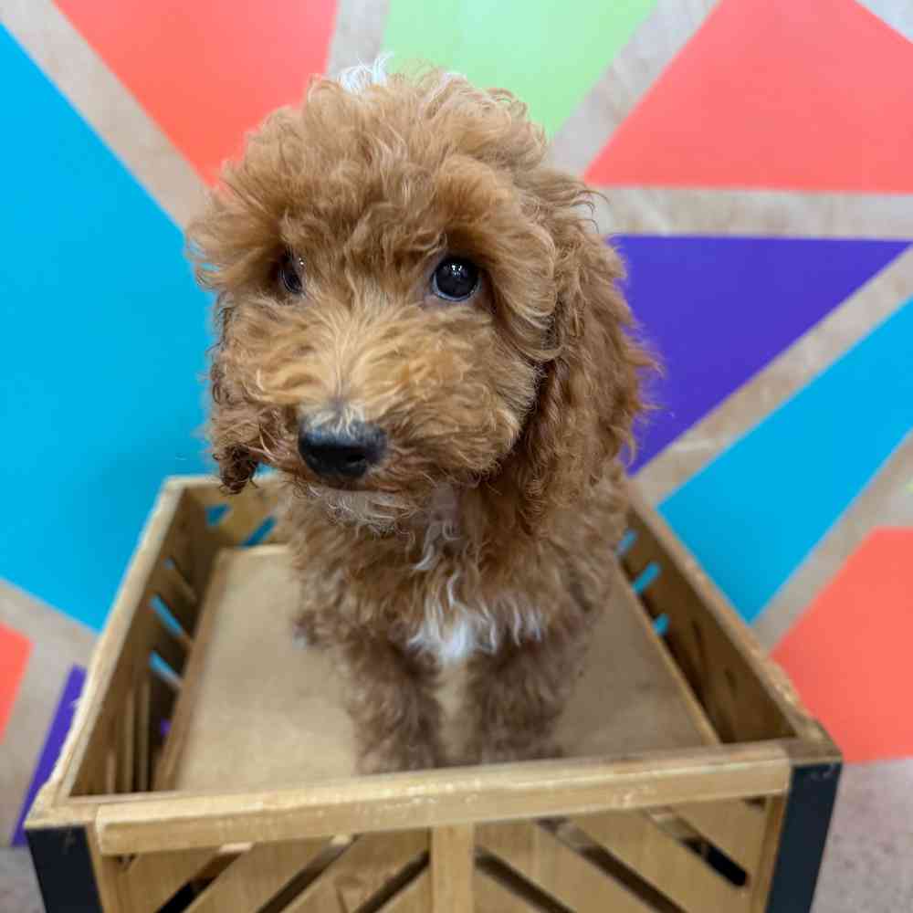carousel pet images