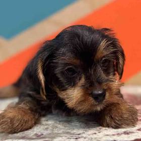 Yorkie