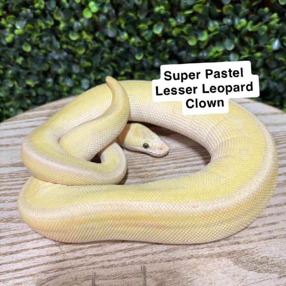 Female Ball Python Reptile for Sale in Joplin, MO