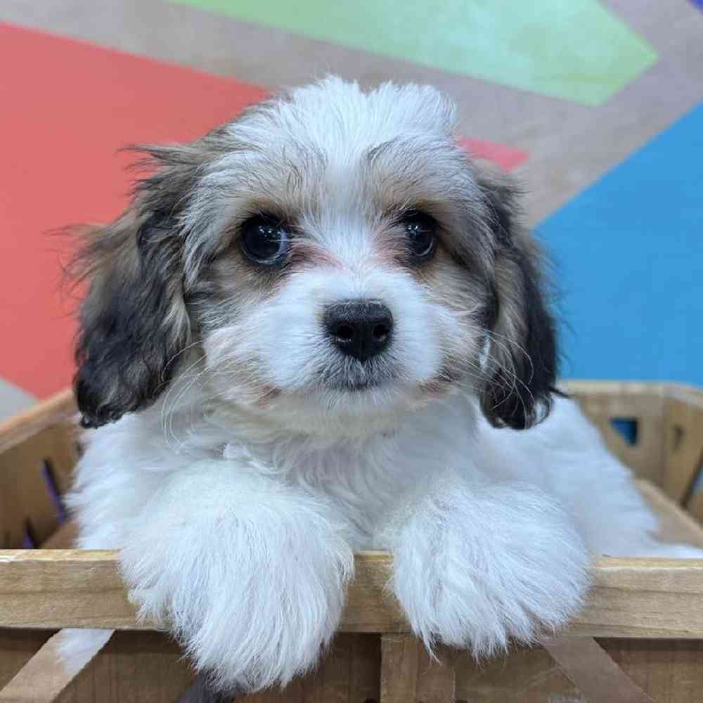 carousel pet images