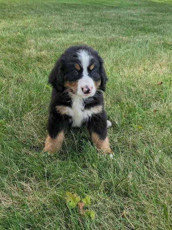 Marley