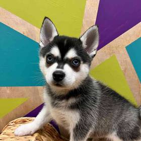 Alaskan Klee Kai