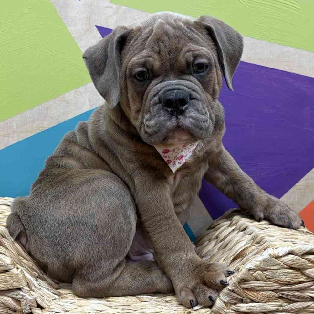 carousel pet images
