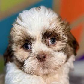 Shih Tzu