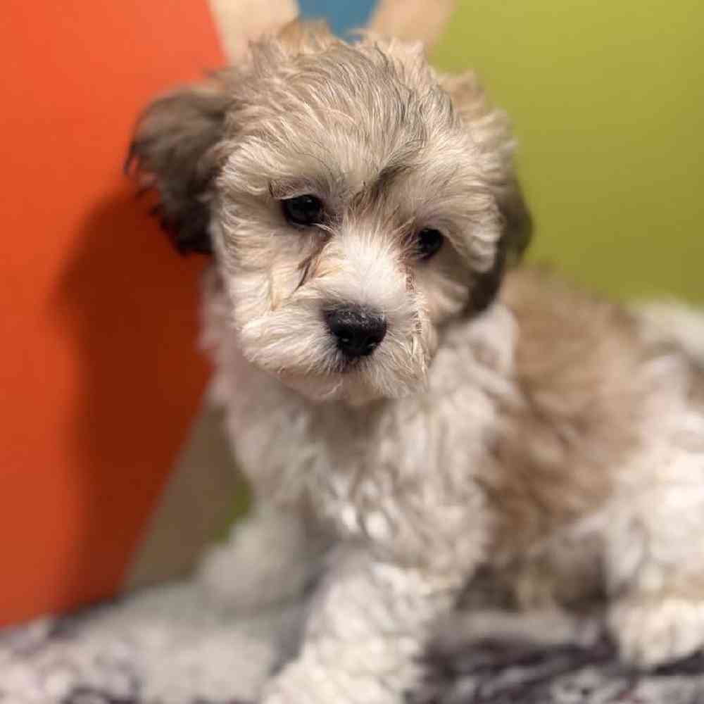 Male Teddy Bear Puppy for Sale in Rogers, AR