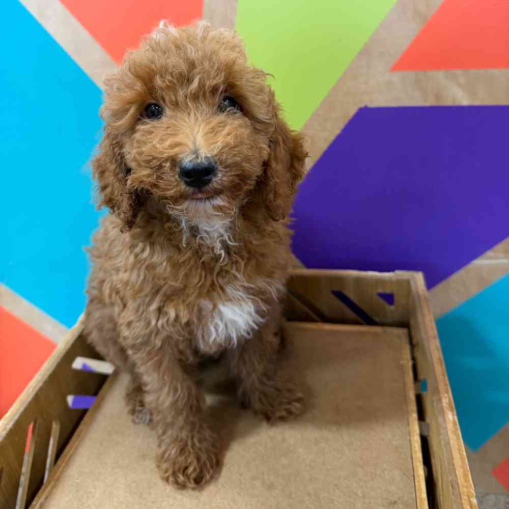 carousel pet images