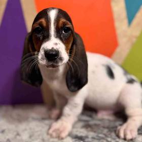 Basset Hound