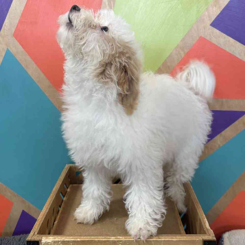carousel pet images