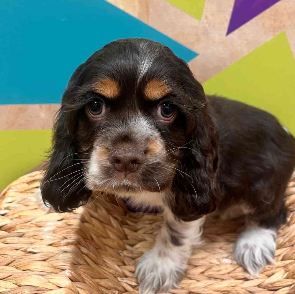 carousel pet images