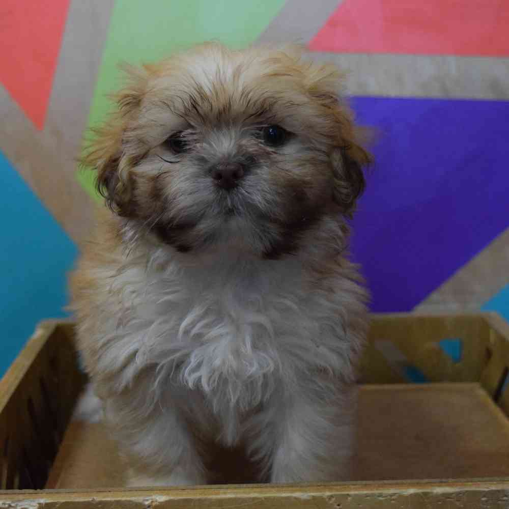 carousel pet images