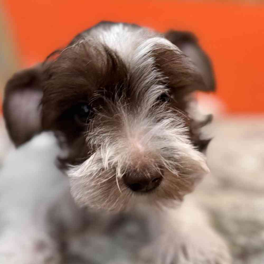 Female Mini Schnauzer Puppy for Sale in Joplin, MO