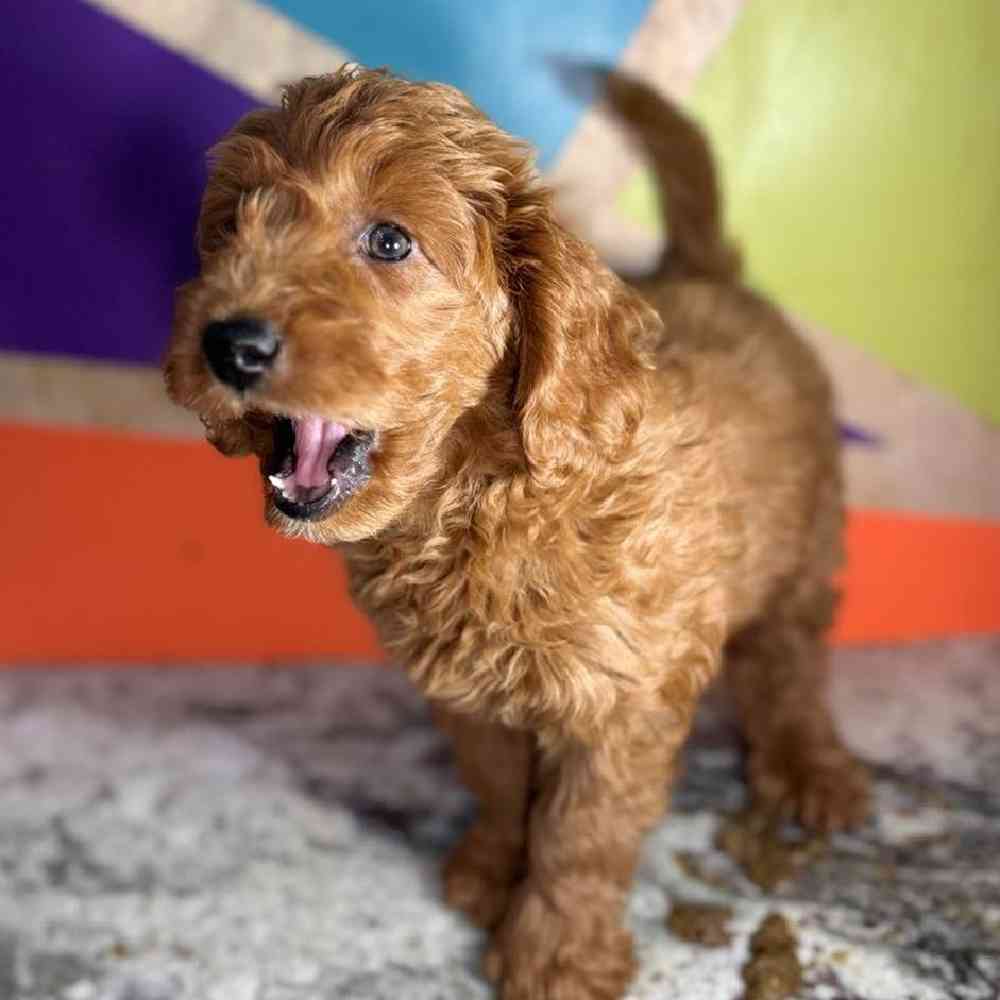 carousel pet images