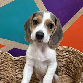Beagle