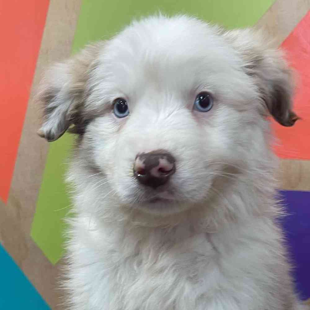 Image of a pet breed in the gallery