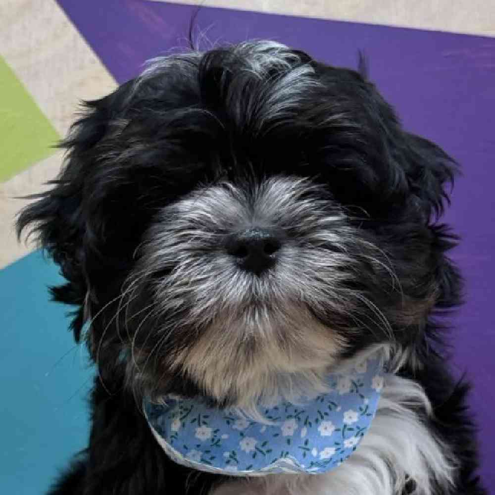 Image of a pet breed in the gallery