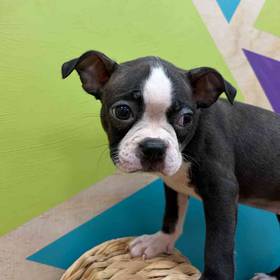 Boston Terrier