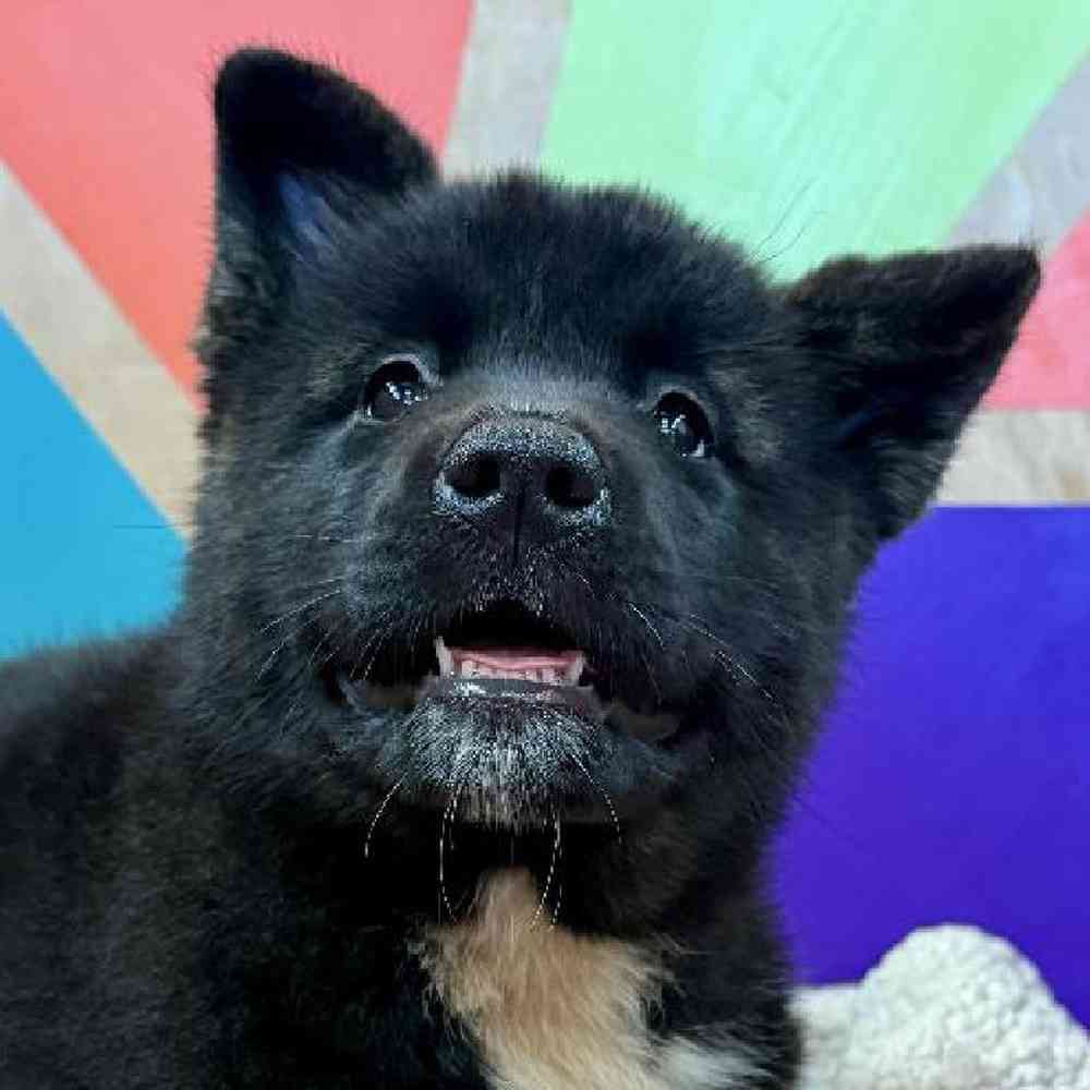 Female Akita Puppy for Sale in Joplin, MO