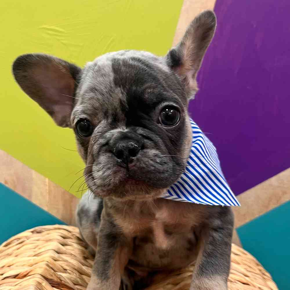 carousel pet images