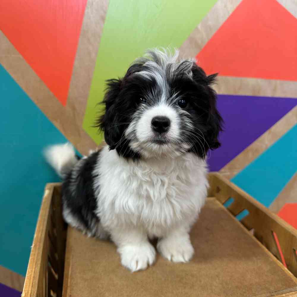 Image of a pet breed in the gallery