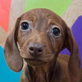 Dachshund