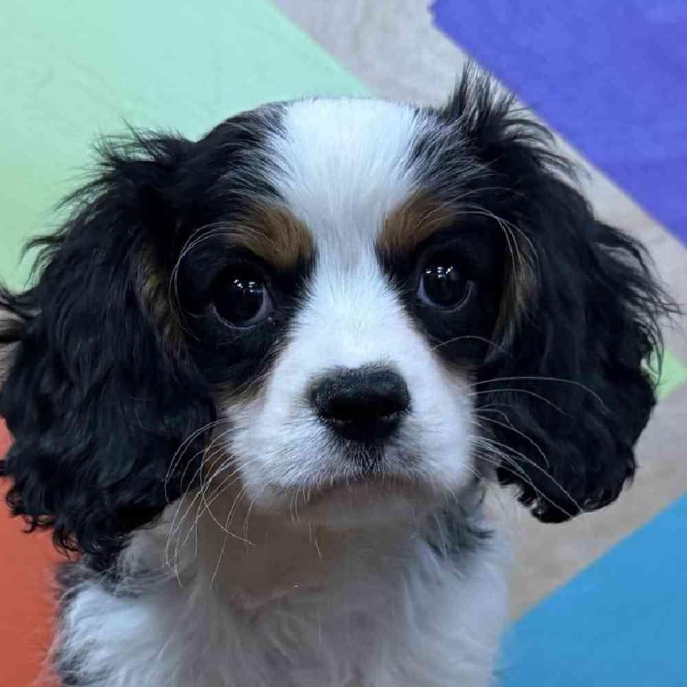 Male Cavalier King Charles Spaniel Puppy for Sale in Joplin, MO